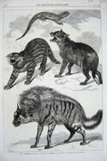 Old Antique Print 1868 Zoological Society Gardens Animals Cats Lizard Art 19th