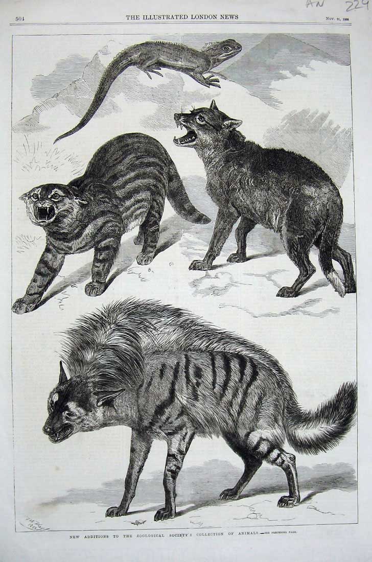 Old Antique Print 1868 Zoological Society Gardens Animals Cats Lizard Art 19th