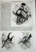 Original Old Antique Print Toco Toucan Birs Many Banded Aracari Ulocomus 1855