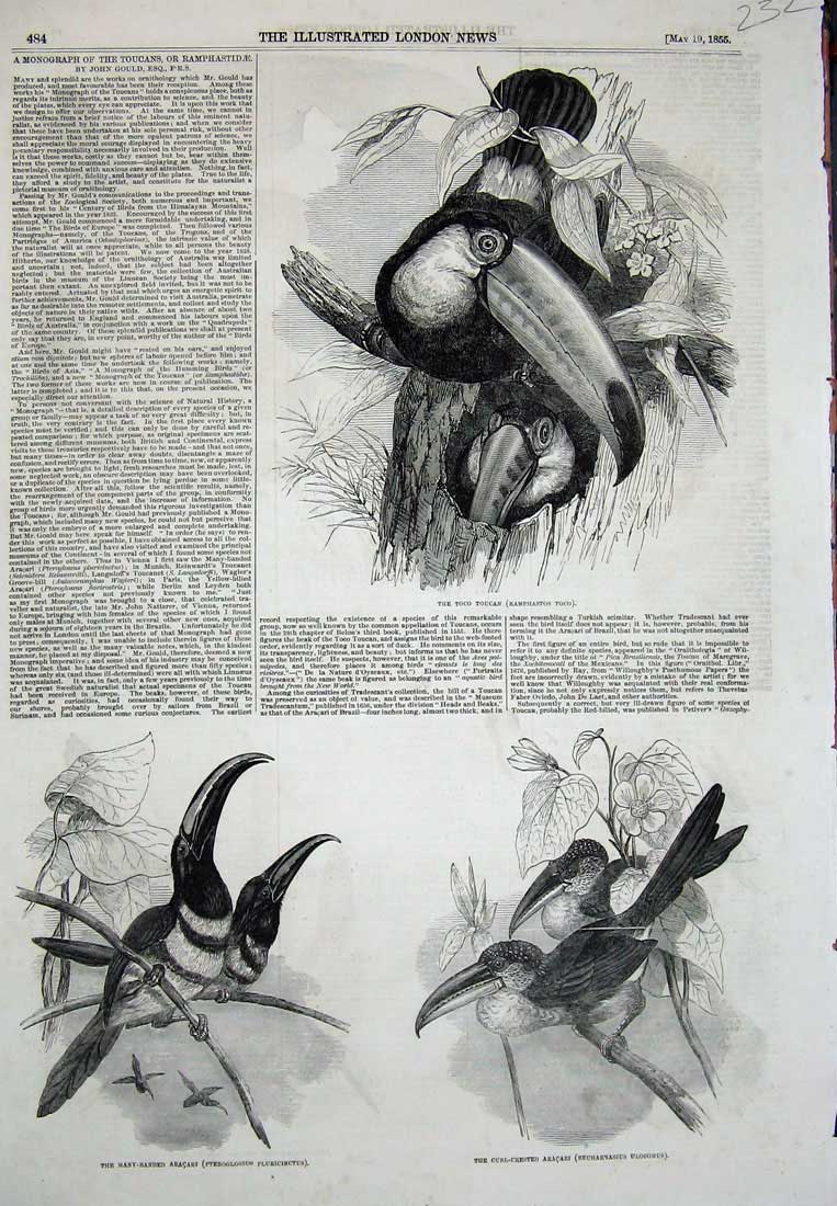 Original Old Antique Print Toco Toucan Birs Many Banded Aracari Ulocomus 1855