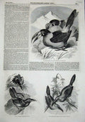 Old Antique Print 1855 Toucanet Aracari Birds Grey-Breasted Hill Toucan 19th