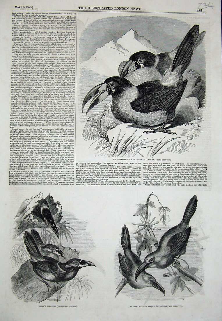 Old Antique Print 1855 Toucanet Aracari Birds Grey-Breasted Hill Toucan 19th