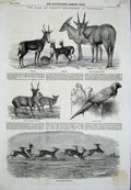 Old Antique Print 1851 Knowsley Antelopes Parrot Hog-Deer Gazelles Elands 19th