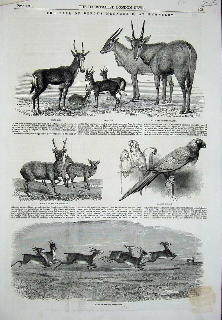 Old Antique Print 1851 Knowsley Antelopes Parrot Hog-Deer Gazelles Elands 19th