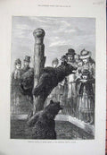 Old Antique Print 1873 Zoological Society Gardens Animals Black Bear Art 19th