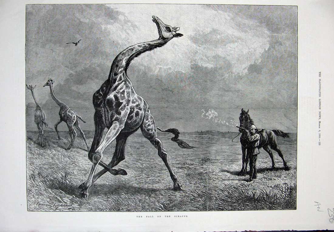 Original Old Antique Print 1884 Animals Fine Art Giraffe Man Shooting Hunting