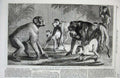 Original Old Antique Print Zoological Society Garden Regent Park 1868 Monkeys