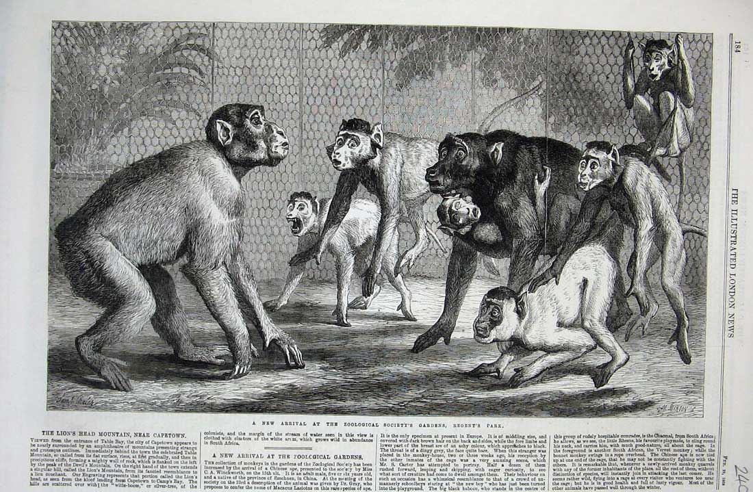 Original Old Antique Print Zoological Society Garden Regent Park 1868 Monkeys