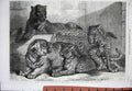 Old Antique Print 1868 Leopards Tigress Zoological Gardens Animals London 19th