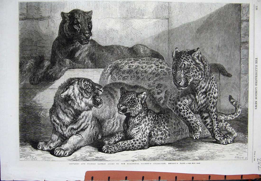 Old Antique Print 1868 Leopards Tigress Zoological Gardens Animals London 19th