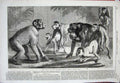 Original Old Antique Print 1868 Monkeys Animals Zoological Gardens London 19th