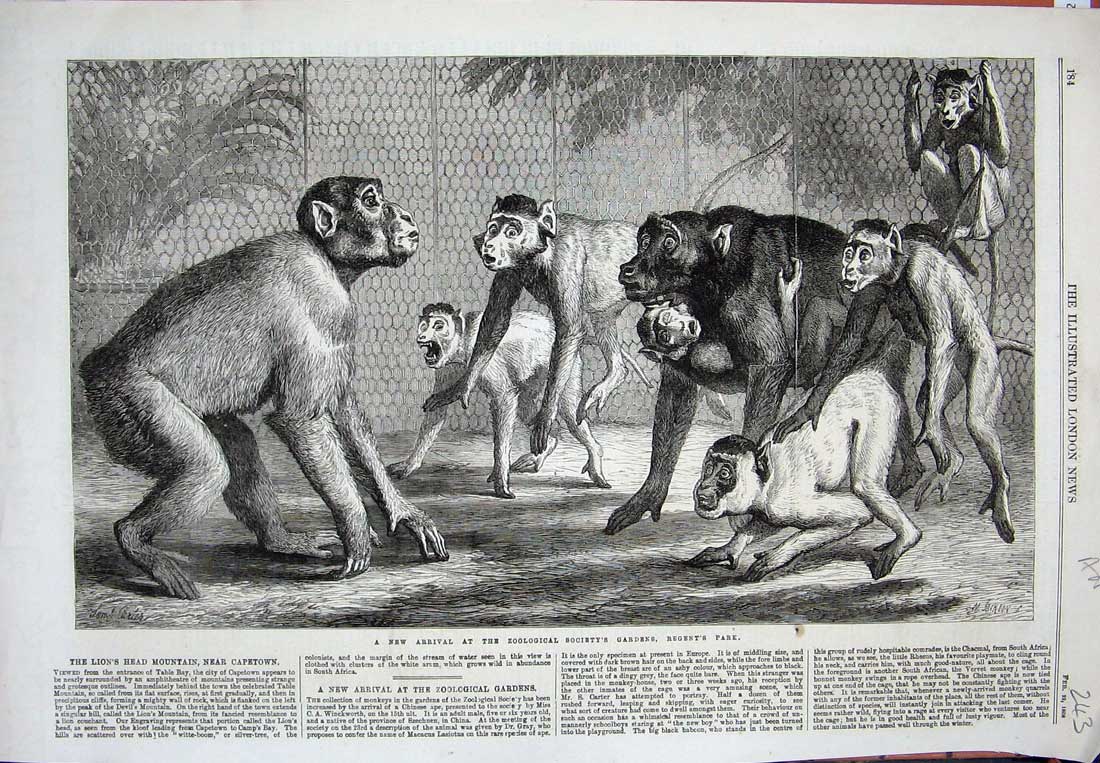 Original Old Antique Print 1868 Monkeys Animals Zoological Gardens London 19th
