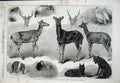 Original Old Antique Print Animals Birds Zoological Society Gardens London Art
