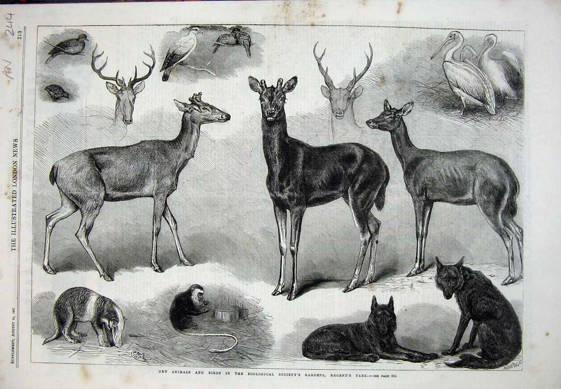 Original Old Antique Print Animals Birds Zoological Society Gardens London Art