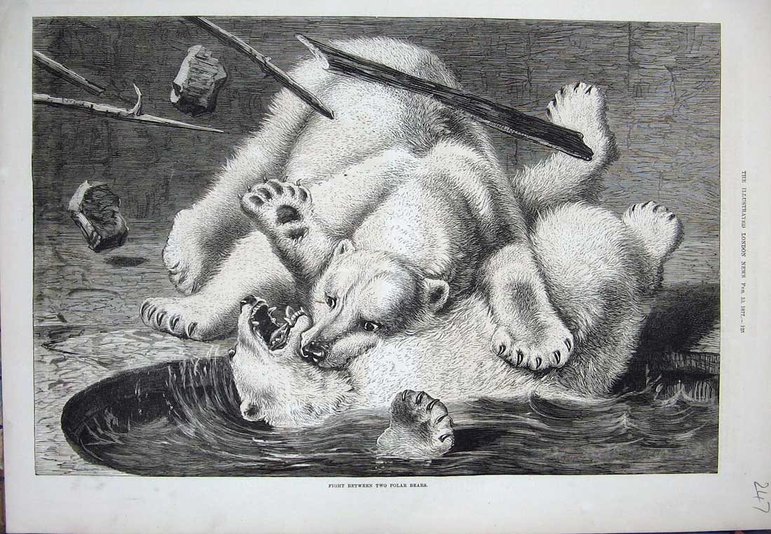 Old Antique Print 1877 Animals Polar Bears Fighting Water-Pool Fine Art 19th