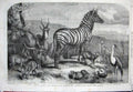 Original Old Antique Print 1861 Animals Zebra Crane Rehbok Blessbok Hyrax Birds