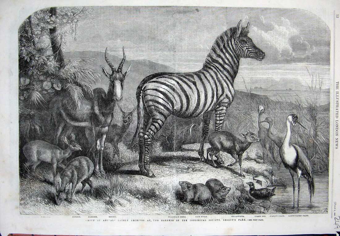 Original Old Antique Print 1861 Animals Zebra Crane Rehbok Blessbok Hyrax Birds