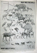 Old Antique Print Advertisment 1901 Ellimans Embrocation Animals Slough 20th