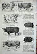 Old Antique Print 1844 Short Horned Bull Devon Essex Boar Dorsetshire Sow 19th