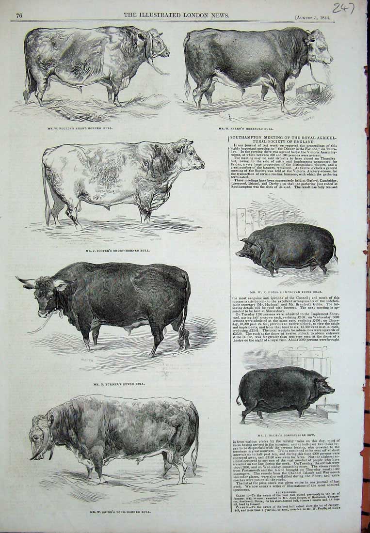 Old Antique Print 1844 Short Horned Bull Devon Essex Boar Dorsetshire Sow 19th