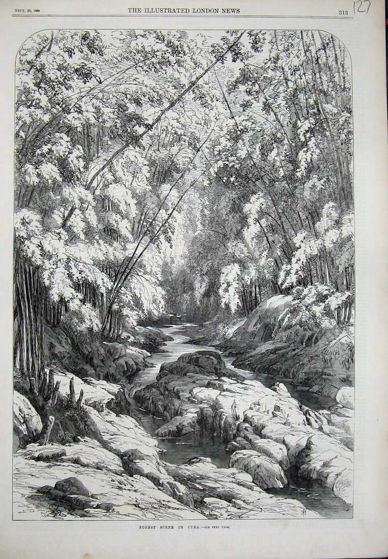 Original Old Antique Print Forest Scene Cuba 1869 River Trees Rocks Victorian