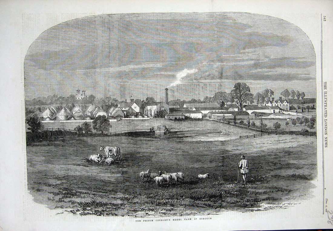 Old Antique Print 1858 View Prince Consort'S Model Farm Osborne Sheep Cow 19th
