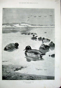 Old Antique Print 1897 Mallard Ducks Sea Birds Nature Archibald Thorburn 19th