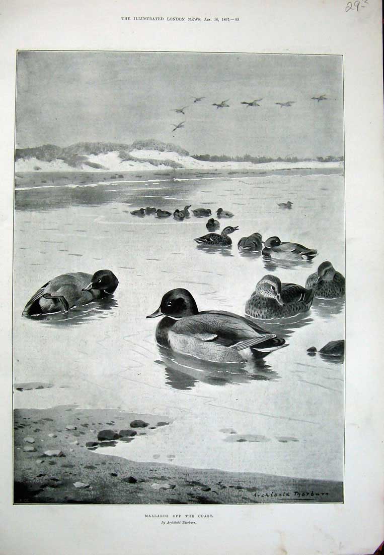 Old Antique Print 1897 Mallard Ducks Sea Birds Nature Archibald Thorburn 19th