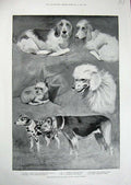 Old Antique Print 1894 Kennel Club Dog Show Crystal Palace Pets Animals 19th