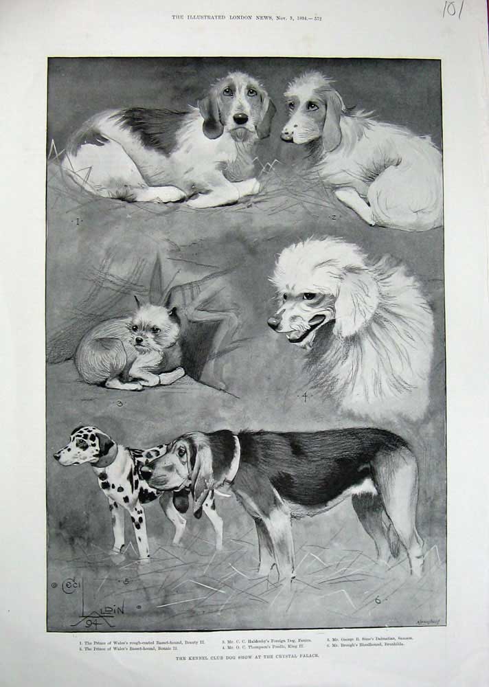 Old Antique Print 1894 Kennel Club Dog Show Crystal Palace Pets Animals 19th