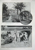 Old Antique Print 1895 Dogs Ranelagh Barn Elms Churchyard Wood Highgate 19th