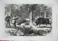 Old Antique Print 1877 Wild Bull Shooting Galapagos Islands Hunting Guns 19th