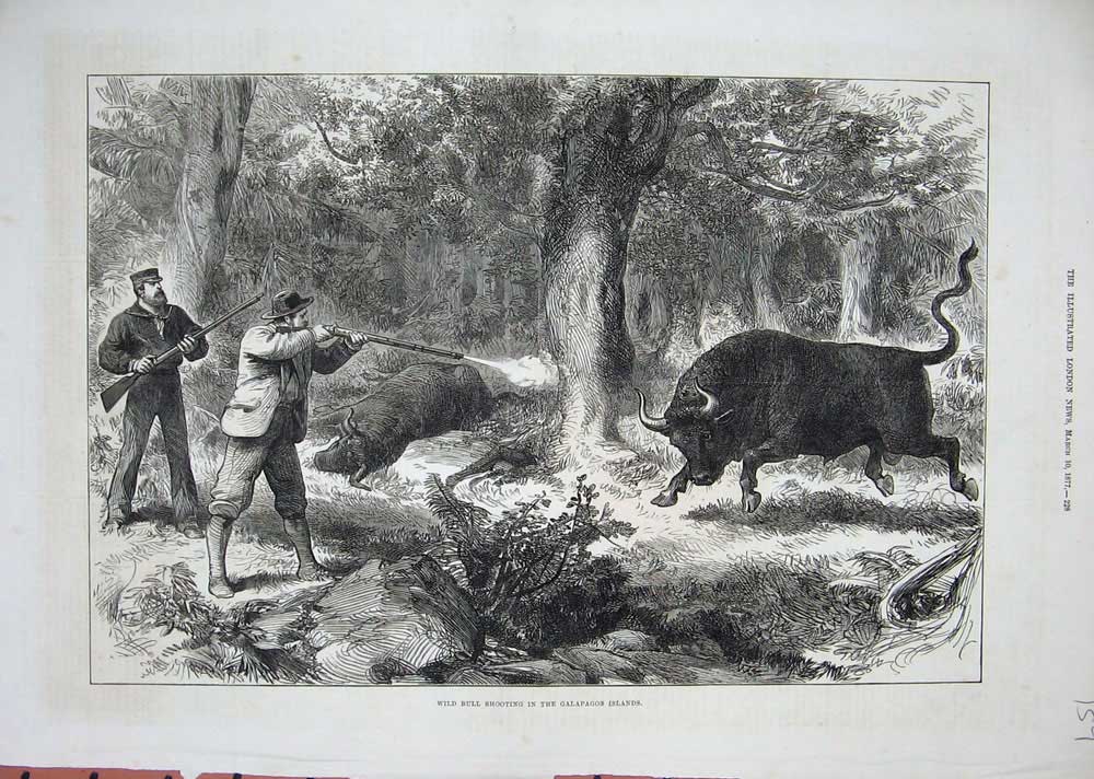 Old Antique Print 1877 Wild Bull Shooting Galapagos Islands Hunting Guns 19th