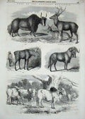 Original Old Antique Print 1851 Knowsley Sale Animals Zebus Elk Gnu Yak Singha