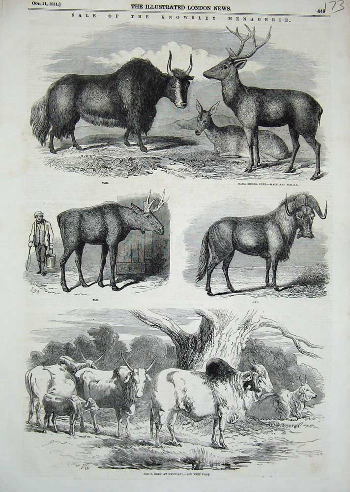 Original Old Antique Print 1851 Knowsley Sale Animals Zebus Elk Gnu Yak Singha