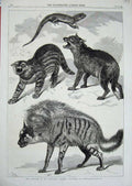 Original Old Antique Print 1868 Zoological Society Animals Cats Reptile 19th
