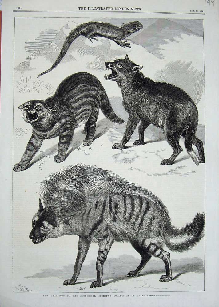 Original Old Antique Print 1868 Zoological Society Animals Cats Reptile 19th