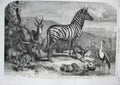 Original Old Antique Print 1861 Zoological Animals Zebra Rehbok Hyrax Crane Hen