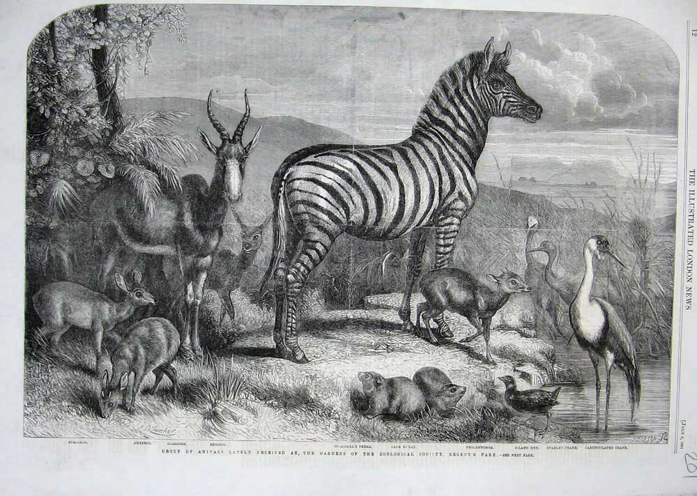 Original Old Antique Print 1861 Zoological Animals Zebra Rehbok Hyrax Crane Hen