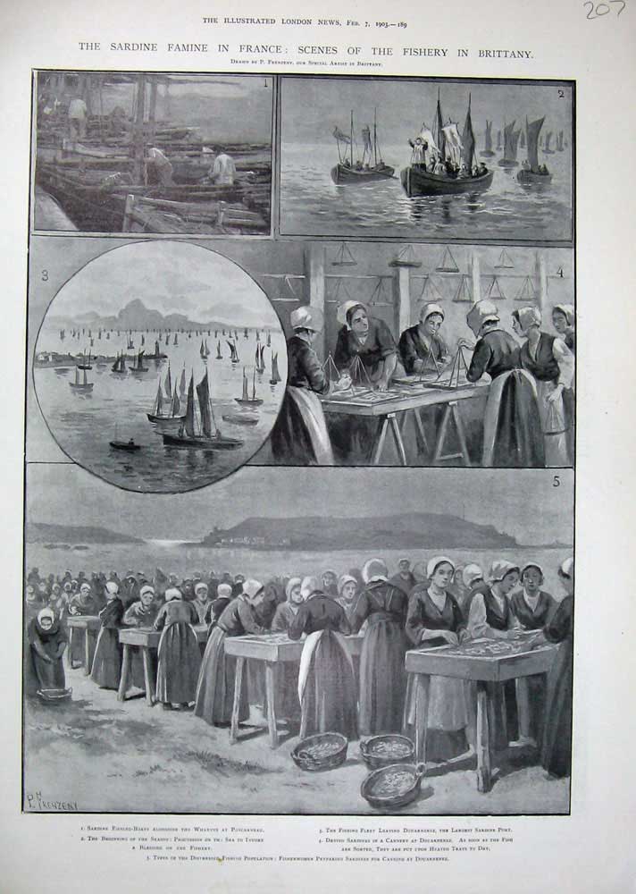 Original Old Antique Print 1903 Sardine Famine France Fishery Brittany Fishing