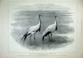 Old Antique Print 1899 Zoological Gardens Demoiselle Crane Birds London 19th