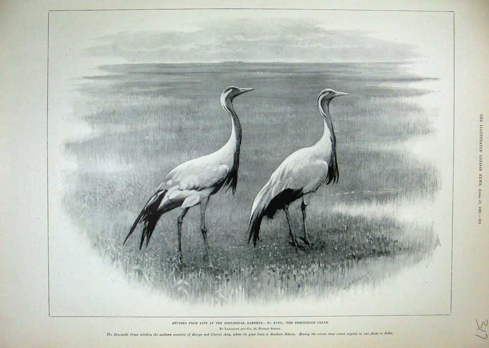 Old Antique Print 1899 Zoological Gardens Demoiselle Crane Birds London 19th