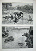 Old Antique Print 1887 Louis Wain Farmyard Animals Dogs Ducks Nature Art 19th