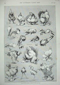 Old Antique Print Louis Wain 1890 Dairy Show Birds Pigeons Brahmas Fowls 19th