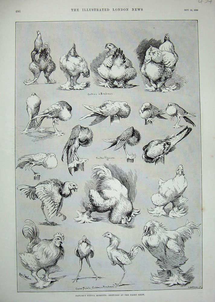 Old Antique Print Louis Wain 1890 Dairy Show Birds Pigeons Brahmas Fowls 19th