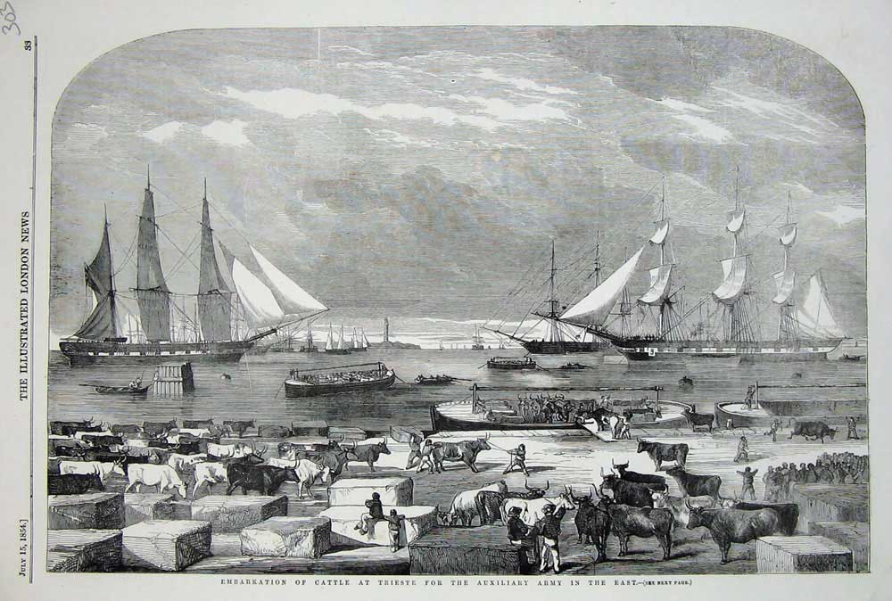 Original Old Antique Print 1854 Embarkation Ships Cattle Trieste Auxiliary Army