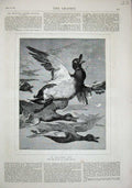 Original Old Antique Print 1879 Essex Clayton Ducks Birds Flying Nature Art