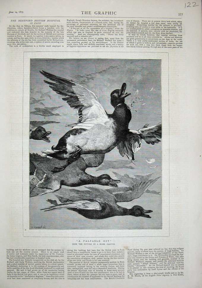 Original Old Antique Print 1879 Essex Clayton Ducks Birds Flying Nature Art