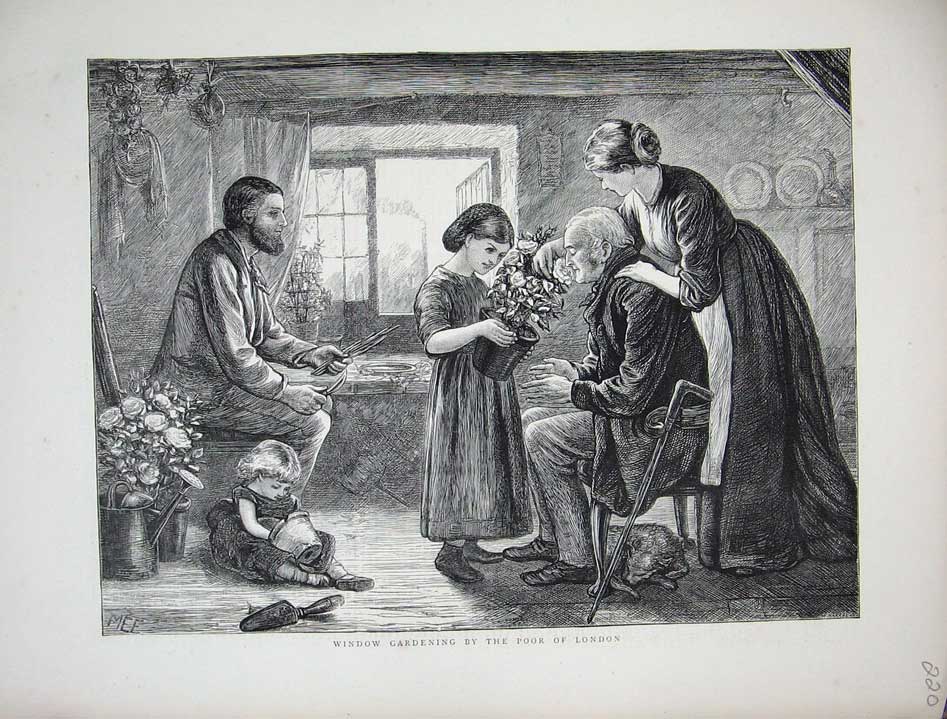Original Old Antique Print Window Gardening Poor People London Flowers 1872
