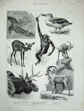 Old Antique Print 1885 Zoological Gardens Albatross Moose Animals Silurus 19th